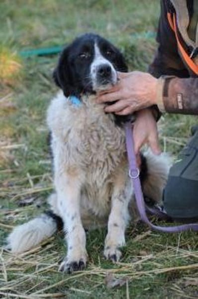 Marina - zutraulich u. kinderlieb