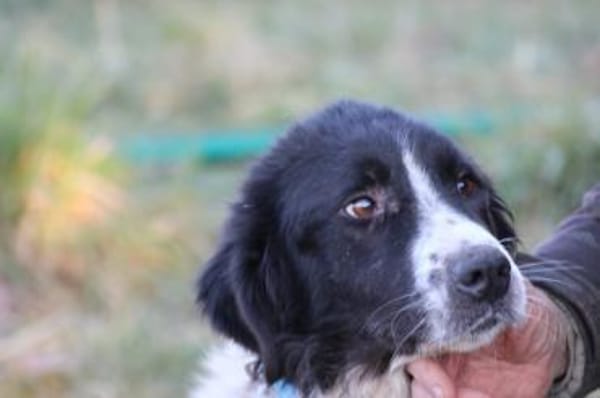 Marina - zutraulich u. kinderlieb