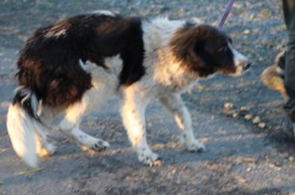 Marina - zutraulich u. kinderlieb