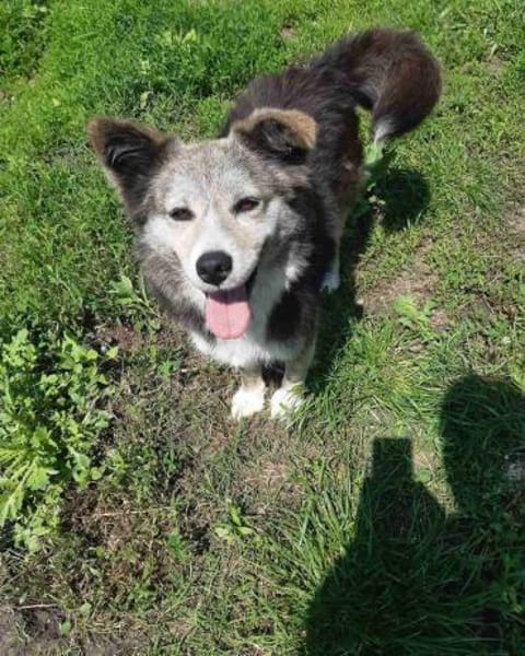 🌸 Lady  die sanfte Husky-Schäferhundin