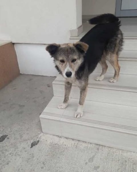 🌸 Lady  die sanfte Husky-Schäferhundin