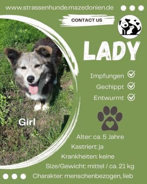 🌸 Lady  die sanfte Husky-Schäferhundin