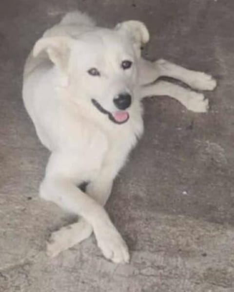 Snow sucht ein liebevolles Zuhause