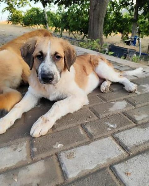 Jumbo sucht seine Familie