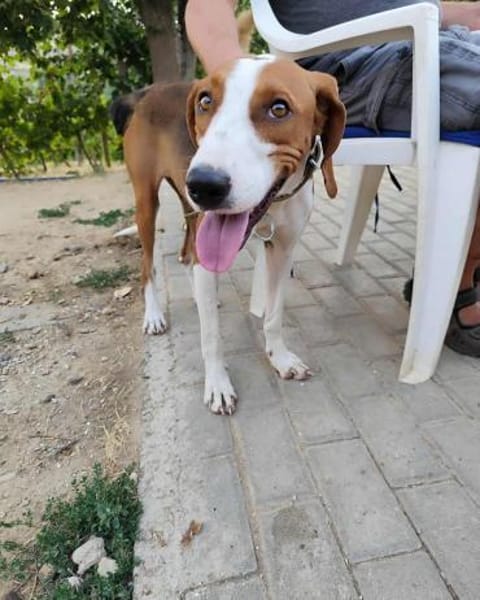 Zaga sucht ein liebevolles Zuhause