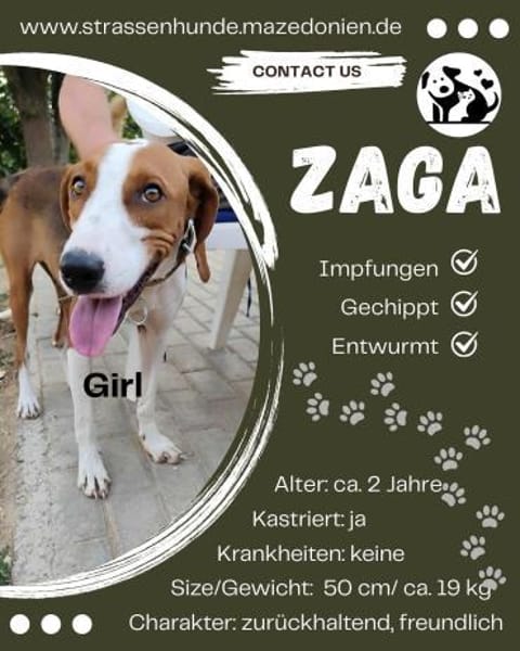 Zaga sucht ein liebevolles Zuhause