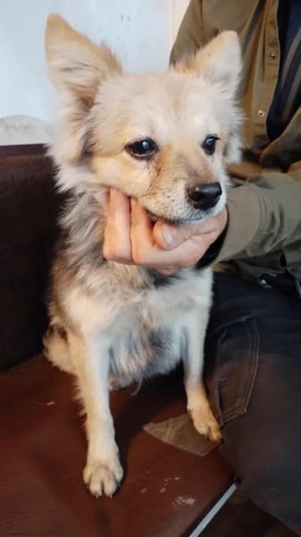 Sammy möchte ein Zuhause