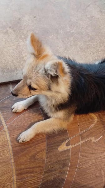 Sammy möchte ein Zuhause