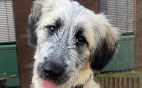 Nanuk sucht ein Zuhause