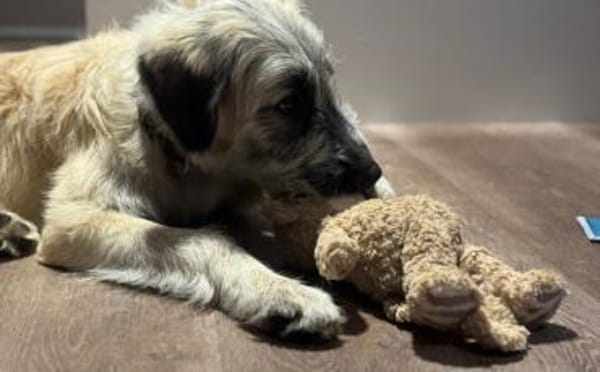 Nanuk sucht ein Zuhause