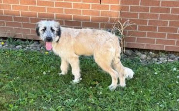 Nanuk sucht ein Zuhause