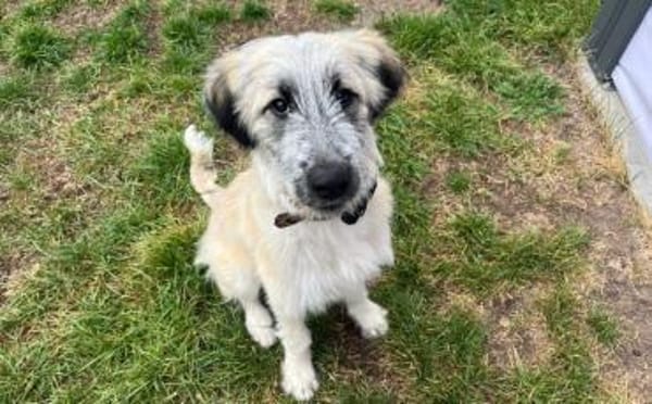 Nanuk sucht ein Zuhause