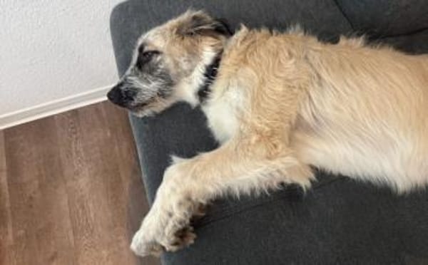 Nanuk sucht ein Zuhause