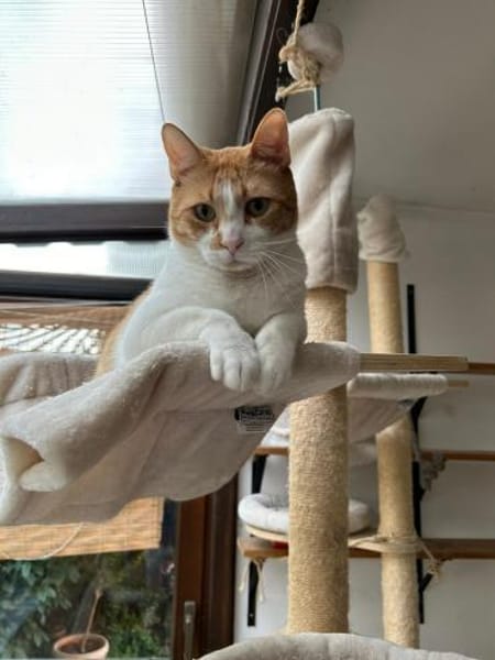 Liebenswerter Junior in Hockenheim (ALM)