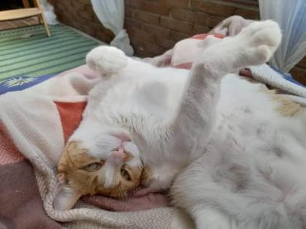 Liebenswerter Junior in Hockenheim (ALM)