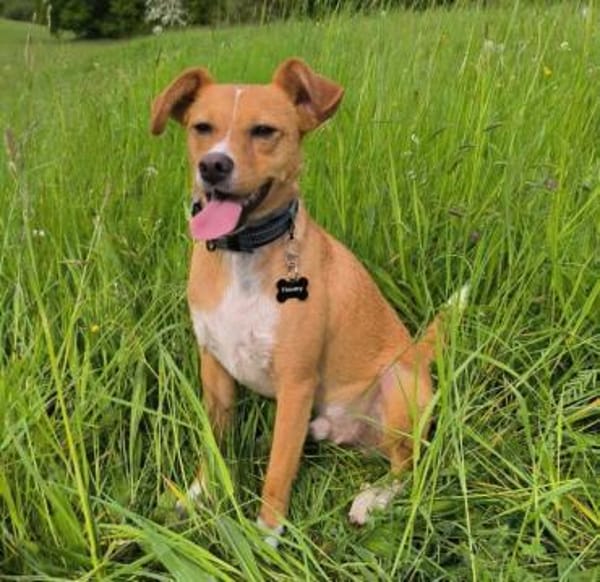 Timo aus 47799 Krefeld sucht sein Glück!