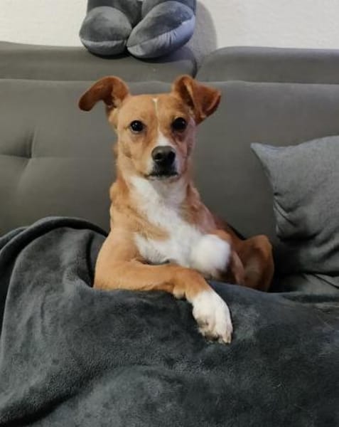 Timo aus 47799 Krefeld sucht sein Glück!