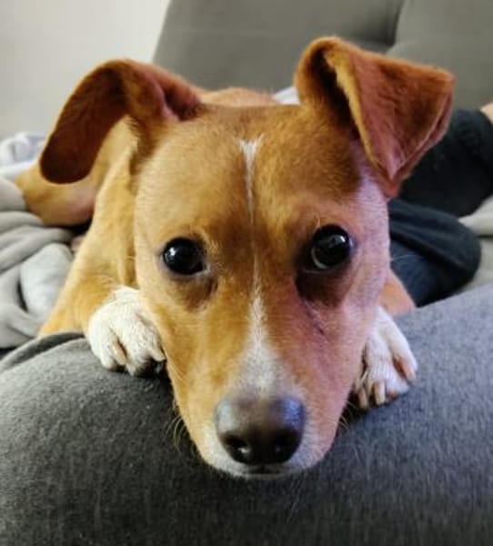 Timo aus 47799 Krefeld sucht sein Glück!