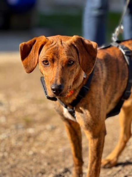 🧡Emilia - in Deutschland auf Pflege