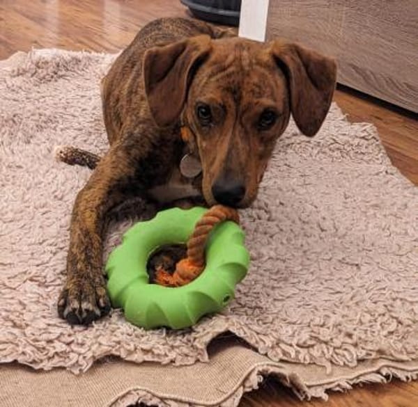 🧡Emilia - in Deutschland auf Pflege