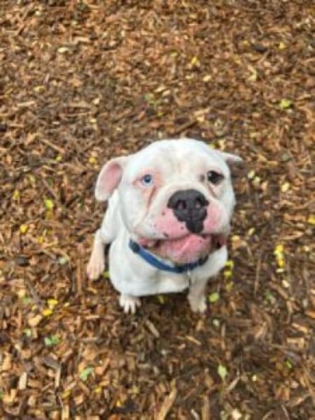 weißer Kuschelkerl mit Power