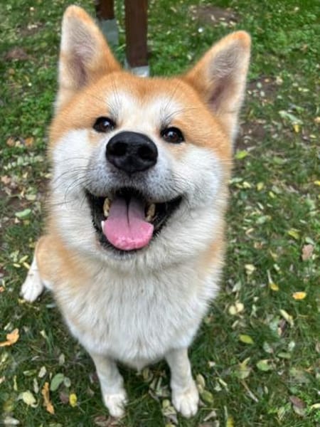 Akita, der noch viel lernen muss