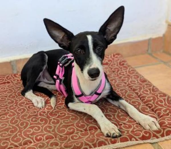 Peppa sucht hundeliebende Familie