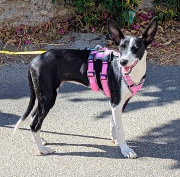 Peppa sucht hundeliebende Familie