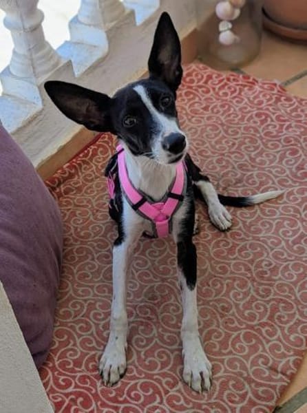 Peppa sucht hundeliebende Familie