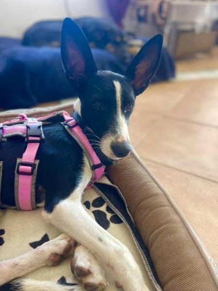 Peppa sucht hundeliebende Familie