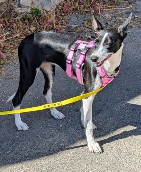 Peppa sucht hundeliebende Familie