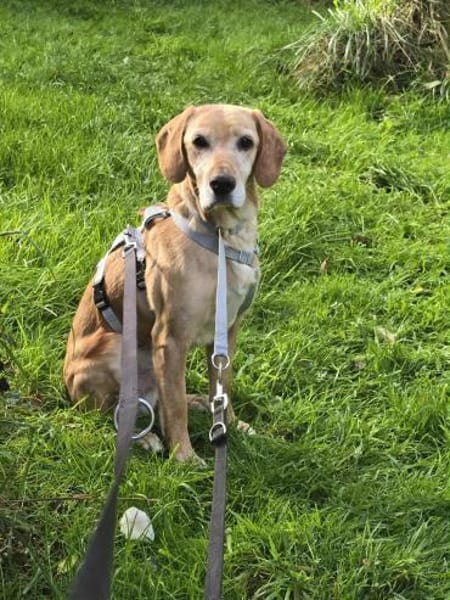 Asmus - eine typische Labradorseele