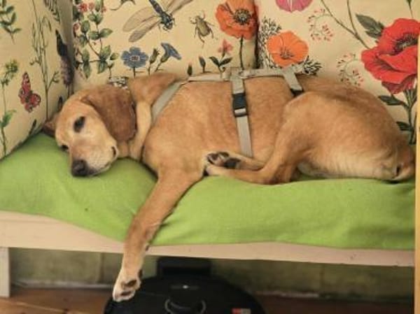 Asmus - eine typische Labradorseele