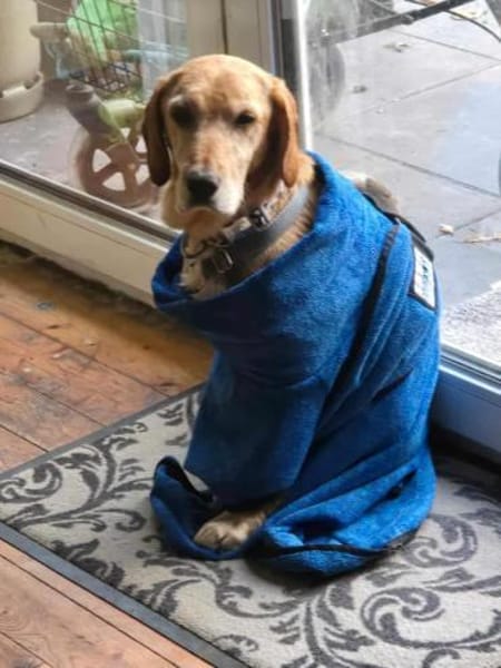 Asmus - eine typische Labradorseele