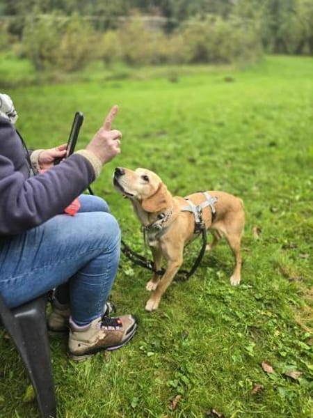 Asmus - eine typische Labradorseele