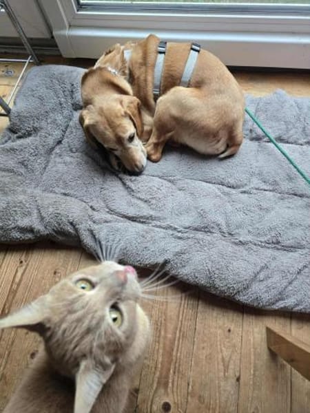 Asmus - eine typische Labradorseele