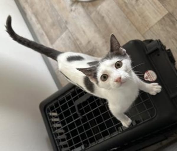 Bobby mit den blaugrauen Flecken