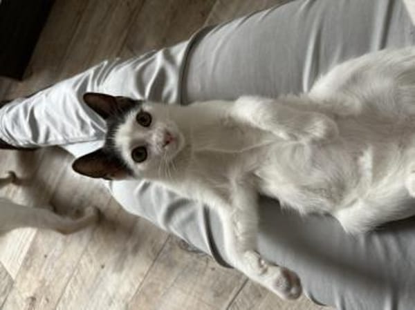 Bobby mit den blaugrauen Flecken