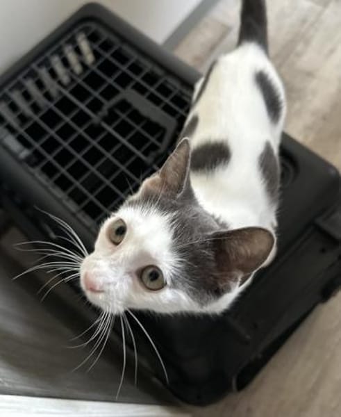 Bobby mit den blaugrauen Flecken