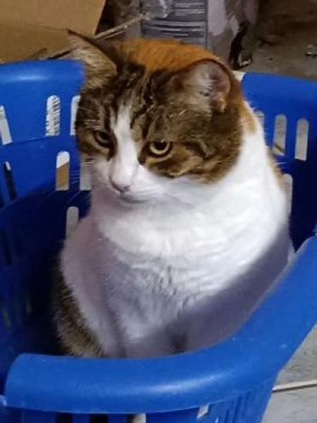 Gesellige Souna sucht ihr Glück