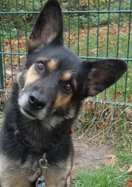 Goofy  der charmante kleine Wirbelwind