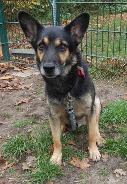 Goofy  der charmante kleine Wirbelwind