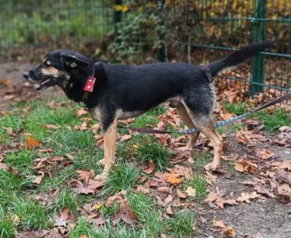 Goofy  der charmante kleine Wirbelwind