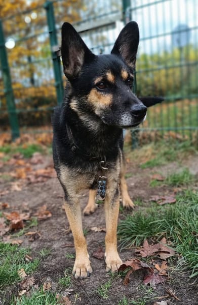 Goofy  der charmante kleine Wirbelwind