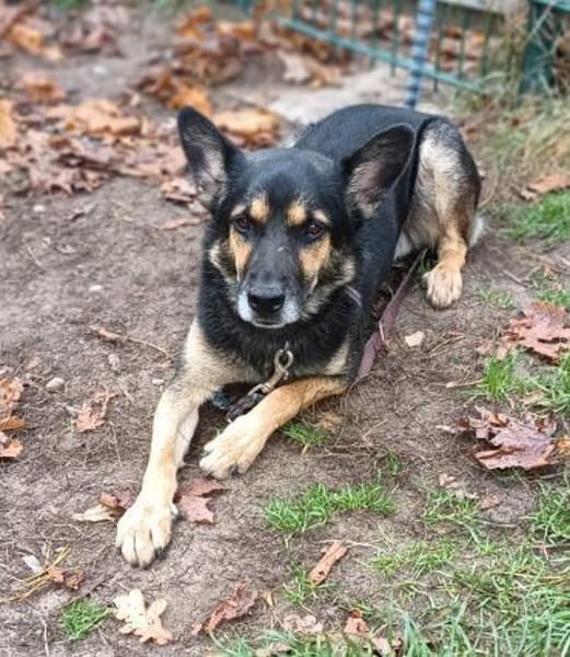 Goofy  der charmante kleine Wirbelwind