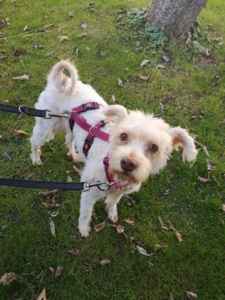 Perla sucht ihr Zuhause