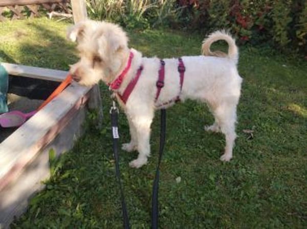 Perla sucht ihr Zuhause