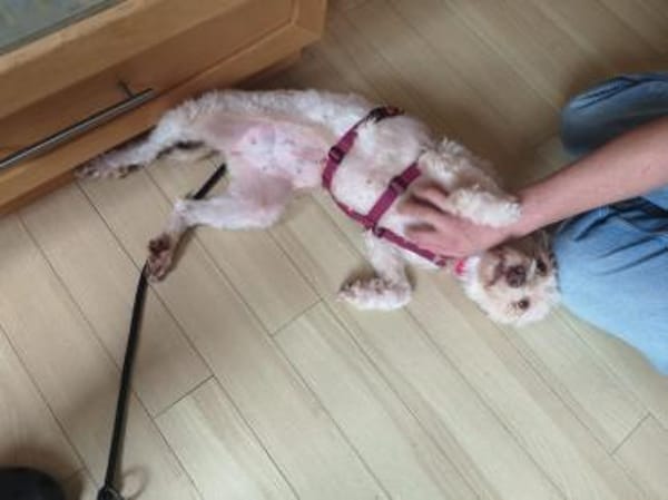 Perla sucht ihr Zuhause