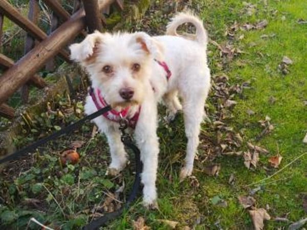 Perla sucht ihr Zuhause