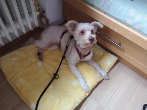 Perla sucht ihr Zuhause